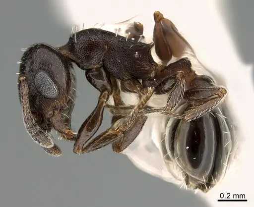 Temnothorax obliquicanthus specimen CASENT0923601 image casent0923601_1