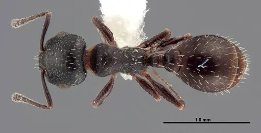 Temnothorax obliquicanthus specimen FMNHINS0000062742 image fmnhins0000062742_1