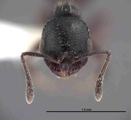 Temnothorax obliquicanthus specimen FMNHINS0000062742 image fmnhins0000062742_2