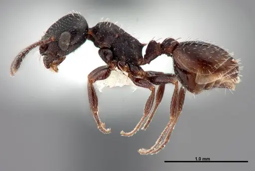 Temnothorax obliquicanthus specimen FMNHINS0000062742 image fmnhins0000062742_3