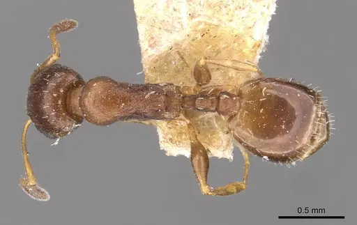 Temnothorax obscurior specimen CASENT0909026 image casent0909026_1