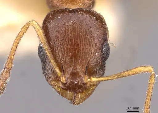Temnothorax obscurior specimen CASENT0909026 image casent0909026_2