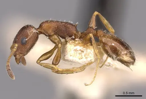 Temnothorax obscurior specimen CASENT0909026 image casent0909026_3