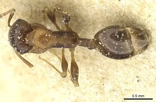 Temnothorax obscurior specimen CASENT0912927 image casent0912927_1