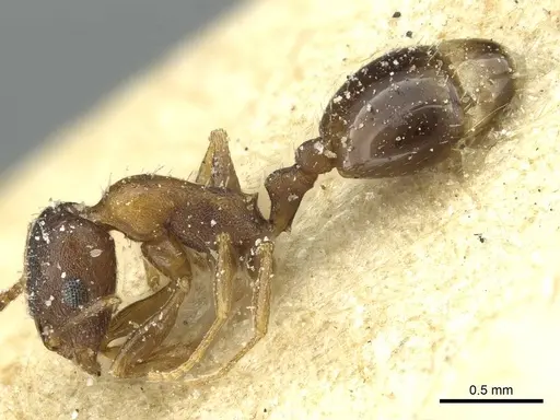 Temnothorax obscurior specimen CASENT0912927 image casent0912927_3