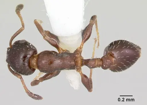 Temnothorax obturator specimen CASENT0104756 image casent0104756_1