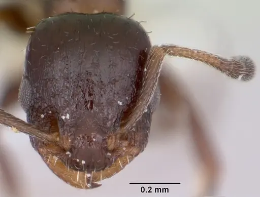Temnothorax obturator specimen CASENT0104756 image casent0104756_2
