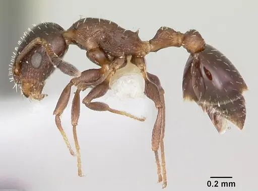 Temnothorax obturator specimen CASENT0104756 image casent0104756_3