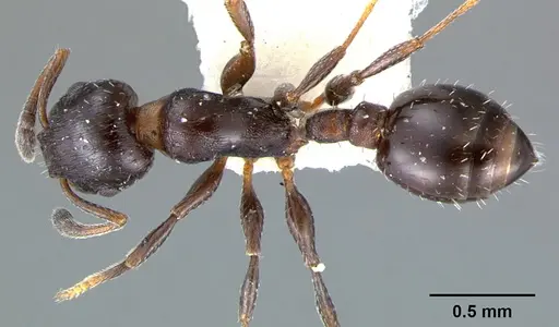 Temnothorax obturator specimen CASENT0105860 image casent0105860_1