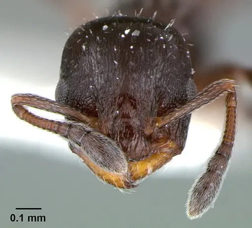 Temnothorax obturator specimen CASENT0105860 image casent0105860_2