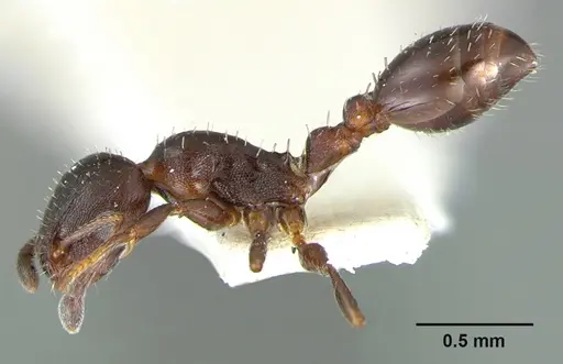 Temnothorax obturator specimen CASENT0105860 image casent0105860_3