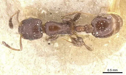 Temnothorax obturator specimen CASENT0912975 image casent0912975_1