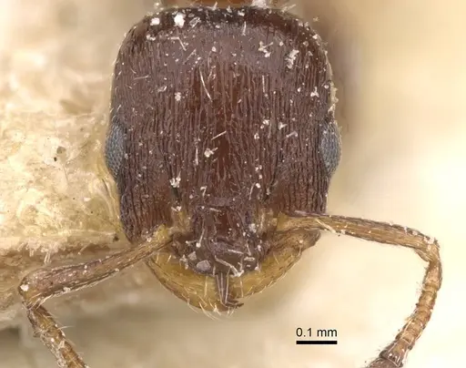 Temnothorax obturator specimen CASENT0912975 image casent0912975_2