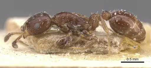 Temnothorax obturator specimen CASENT0912975 image casent0912975_3