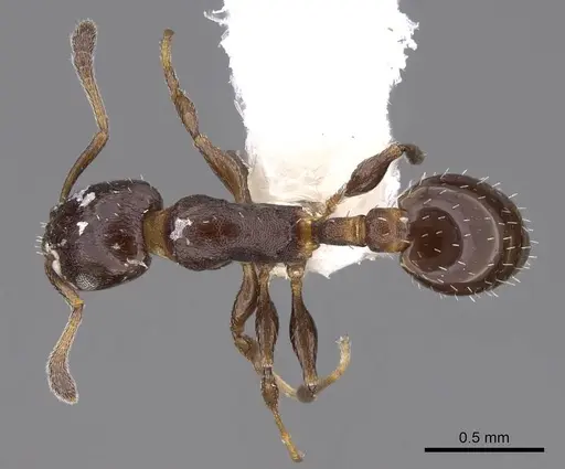 Temnothorax obturator specimen CASENT0922574 image casent0922574_1
