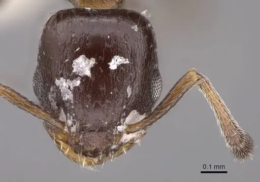 Temnothorax obturator specimen CASENT0922574 image casent0922574_2