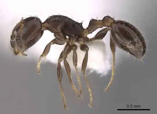 Temnothorax obturator specimen CASENT0922574 image casent0922574_3