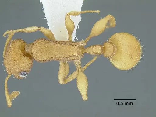 Temnothorax obtusigaster specimen CASENT0758654 image casent0758654_1