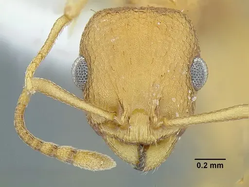 Temnothorax obtusigaster specimen CASENT0758654 image casent0758654_2