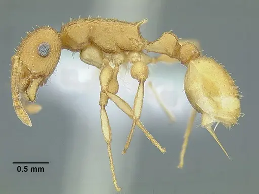 Temnothorax obtusigaster specimen CASENT0758654 image casent0758654_3