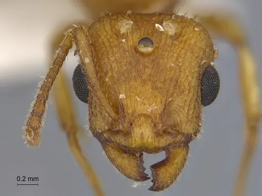 Temnothorax obtusigaster specimen CASENT0869104 image casent0869104_2