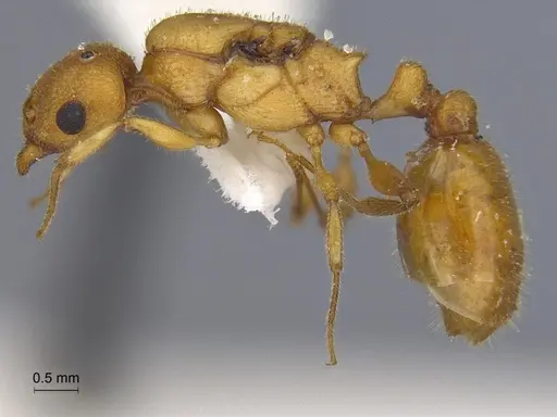 Temnothorax obtusigaster specimen CASENT0869104 image casent0869104_3