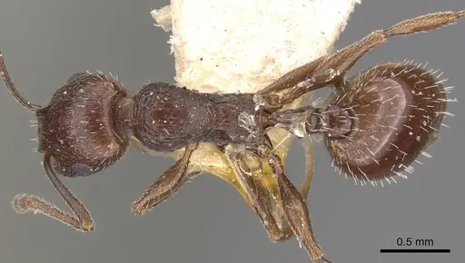 Temnothorax oraniensis specimen CASENT0901778 image casent0901778_1