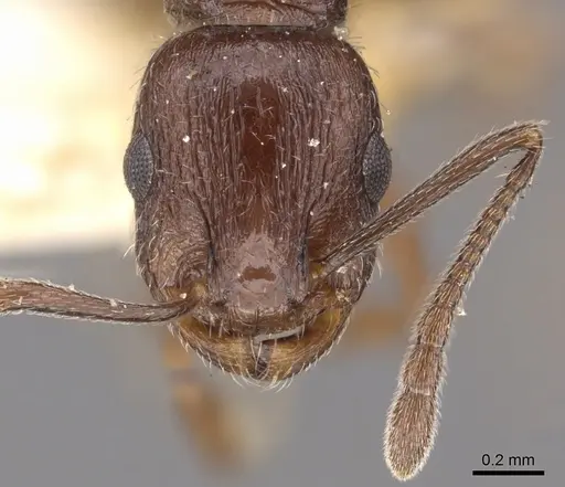 Temnothorax oraniensis specimen CASENT0901778 image casent0901778_2