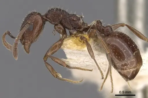 Temnothorax oraniensis specimen CASENT0901778 image casent0901778_3