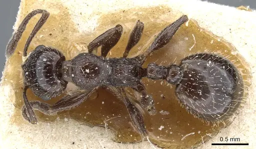 Temnothorax oraniensis specimen CASENT0904739 image casent0904739_1