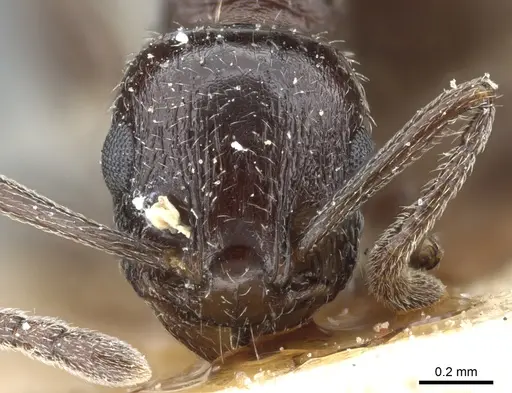 Temnothorax oraniensis specimen CASENT0904739 image casent0904739_2