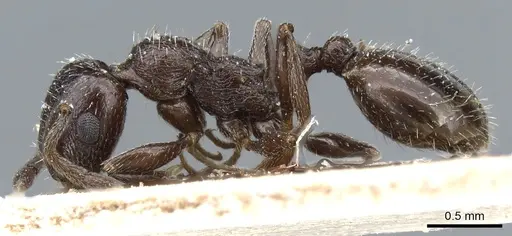 Temnothorax oraniensis specimen CASENT0904739 image casent0904739_3