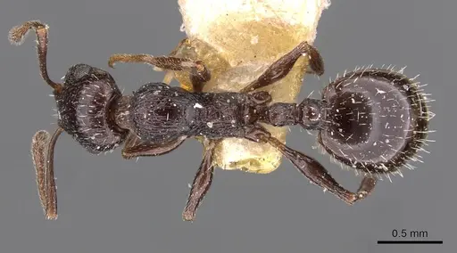 Temnothorax oraniensis specimen CASENT0909037 image casent0909037_1