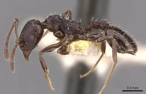 Temnothorax oraniensis specimen CASENT0909037 image casent0909037_3