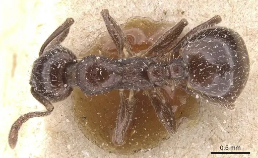 Temnothorax oraniensis specimen CASENT0912977 image casent0912977_1