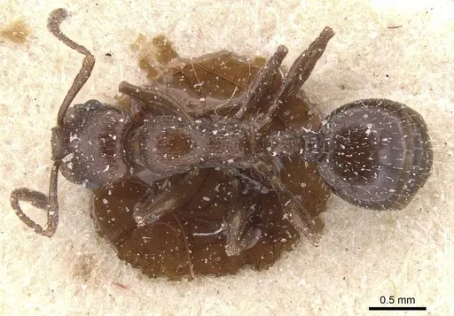 Temnothorax oraniensis specimen CASENT0912978 image casent0912978_1