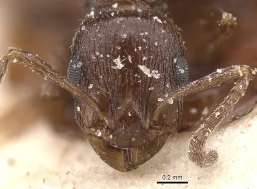 Temnothorax oraniensis specimen CASENT0912978 image casent0912978_2