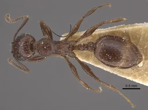 Temnothorax oraniensis specimen CASENT0917829 image casent0917829_1