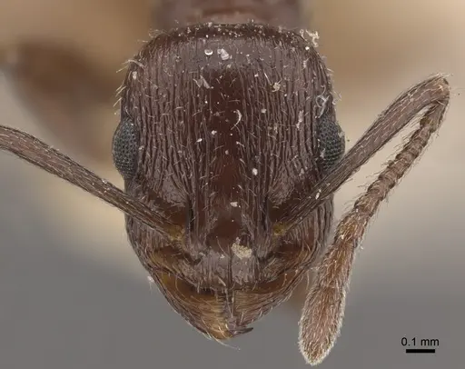 Temnothorax oraniensis specimen CASENT0917829 image casent0917829_2