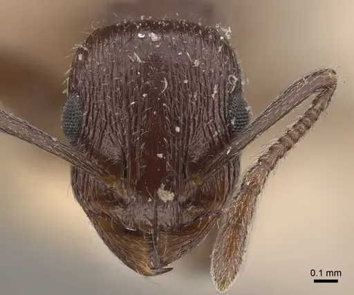 Temnothorax oraniensis specimen CASENT0917829 image casent0917829_3