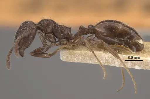 Temnothorax oraniensis specimen CASENT0917829 image casent0917829_4