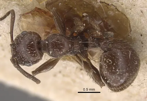 Temnothorax oraniensis specimen CASENT0917832 image casent0917832_1
