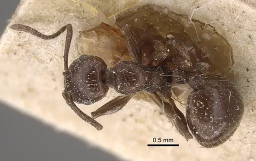 Temnothorax oraniensis specimen CASENT0917832 image casent0917832_2