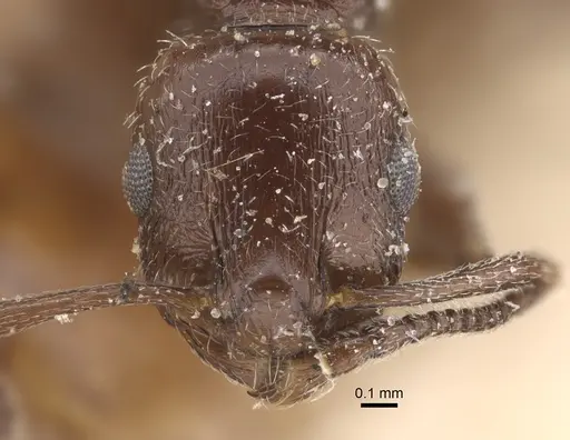 Temnothorax oraniensis specimen CASENT0917832 image casent0917832_3