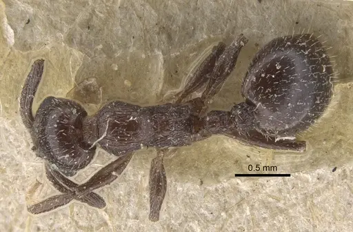 Temnothorax oraniensis specimen CASENT0917833 image casent0917833_1