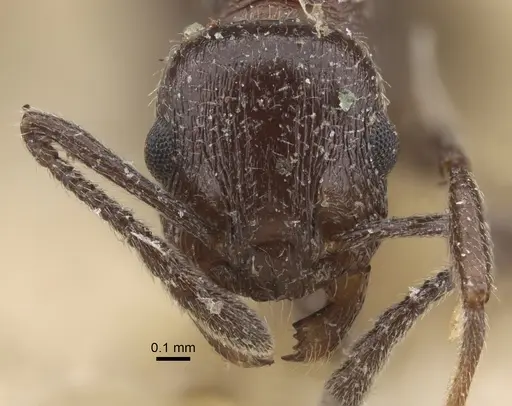 Temnothorax oraniensis specimen CASENT0917833 image casent0917833_2