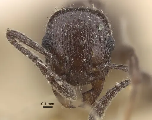 Temnothorax oraniensis specimen CASENT0917833 image casent0917833_3