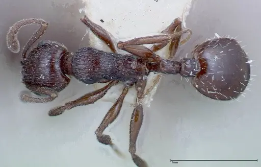 Temnothorax oraniensis specimen FOCOL0205-1 image focol0205-1_1