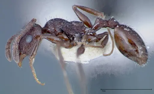 Temnothorax oraniensis specimen FOCOL0205-1 image focol0205-1_3