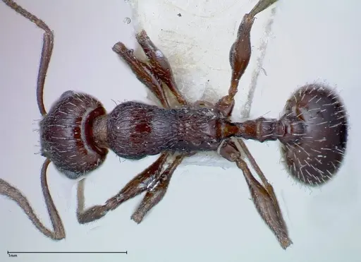 Temnothorax oraniensis specimen FOCOL0205-2 image focol0205-2_1